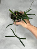 Hoya shepherdii