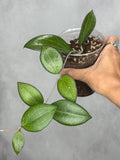 Hoya fitchii x fusco marginata