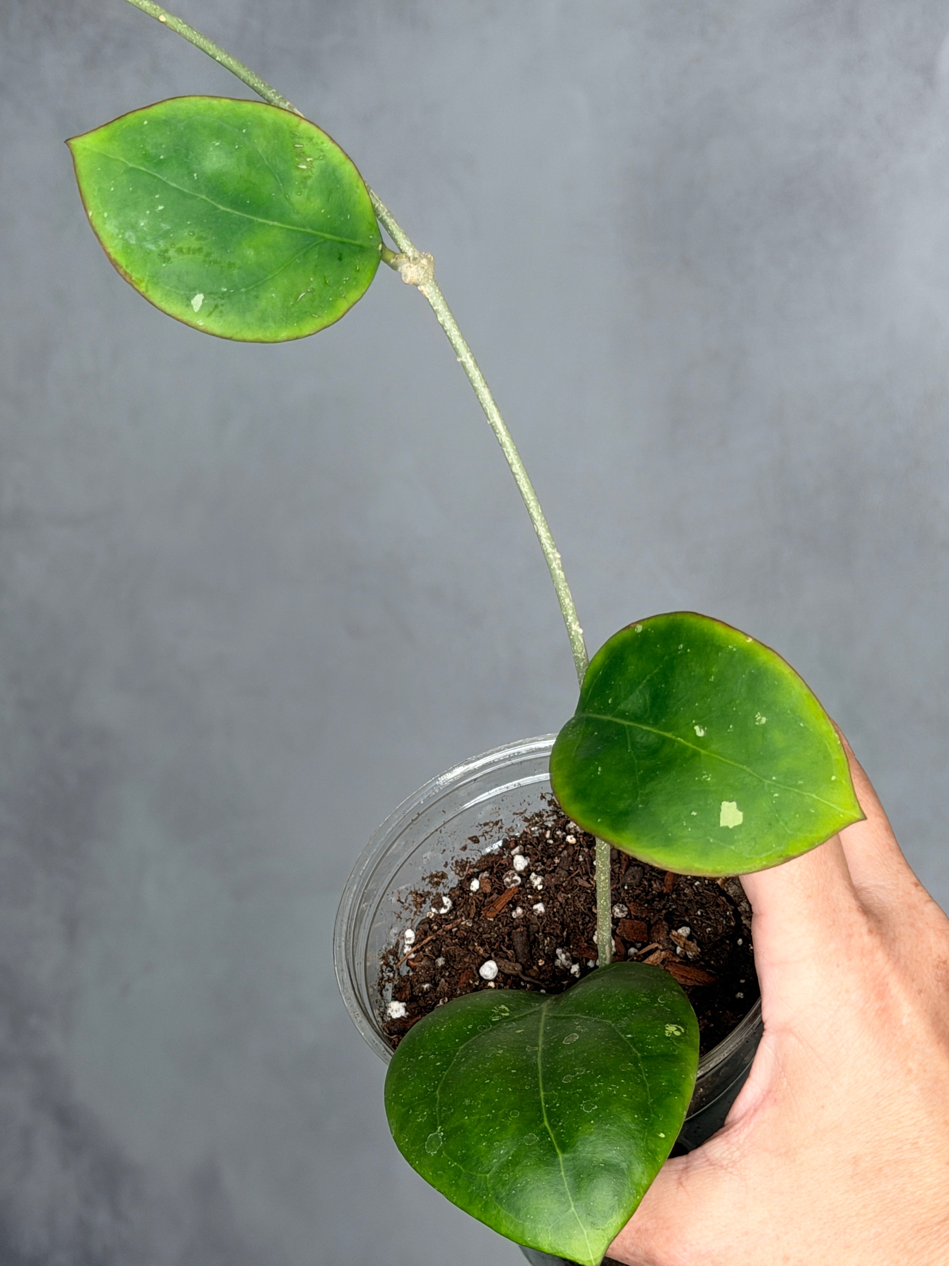 Hoya sp. MB 1497