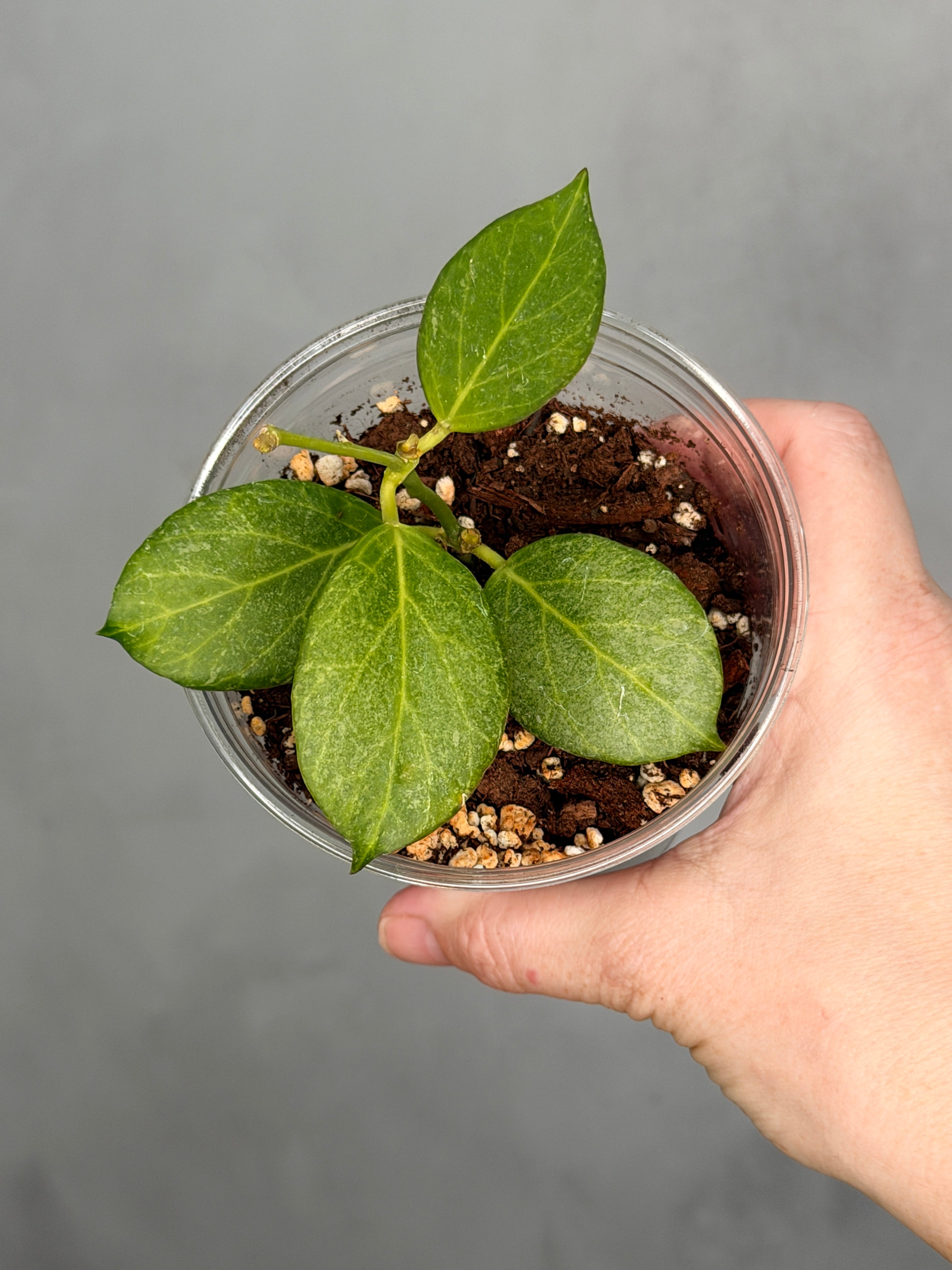 Hoya Obscura (Silver)