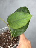 Hoya sp. RHM24225-kp03