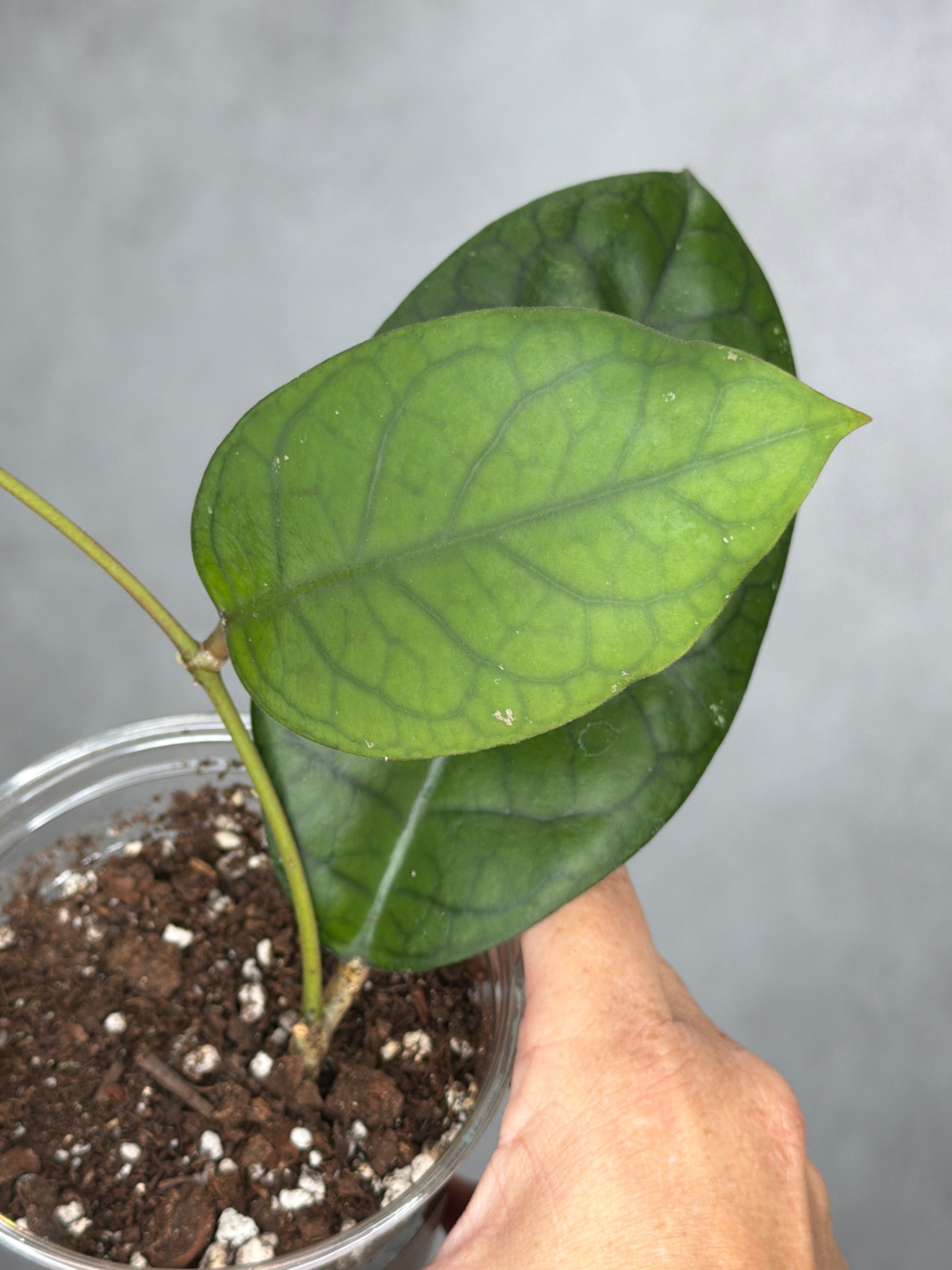 Hoya sp. RHM24225-kp03