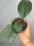 Hoya 'David's Green Cup'