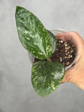 Hoya verticillata (Laos 2)