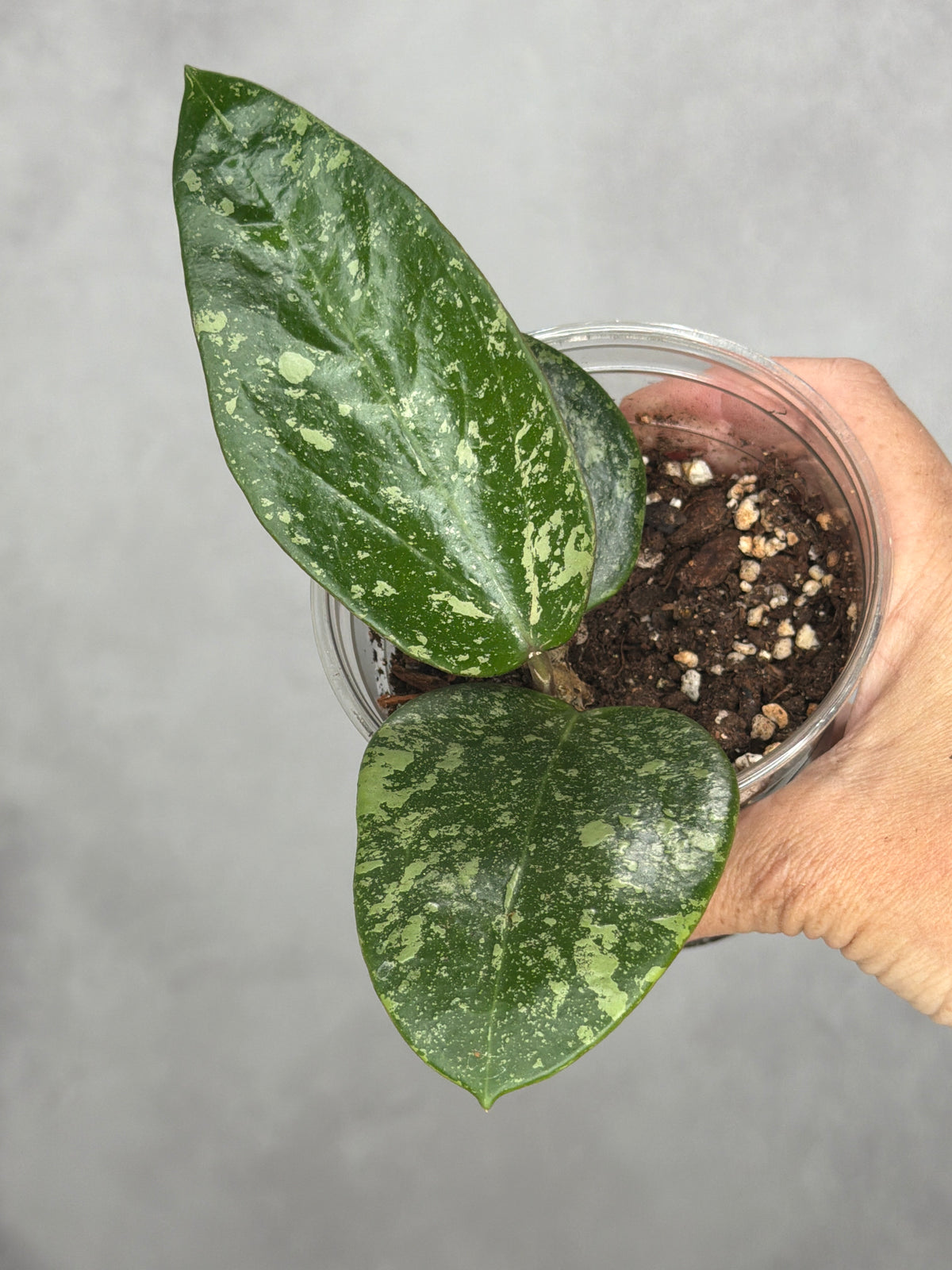 Hoya verticillata (Laos 2)