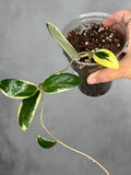 Hoya verticillata (outer variegated)