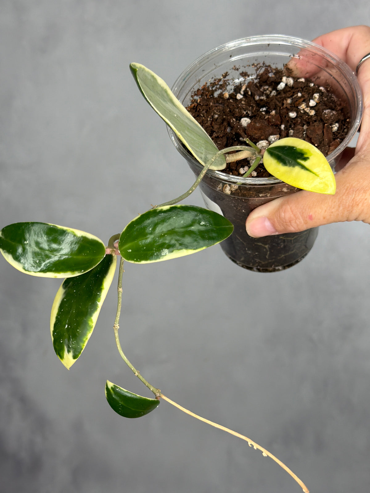 Hoya verticillata (outer variegated)