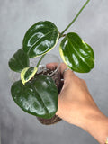 Hoya quinqunervia 'Little Plu'
