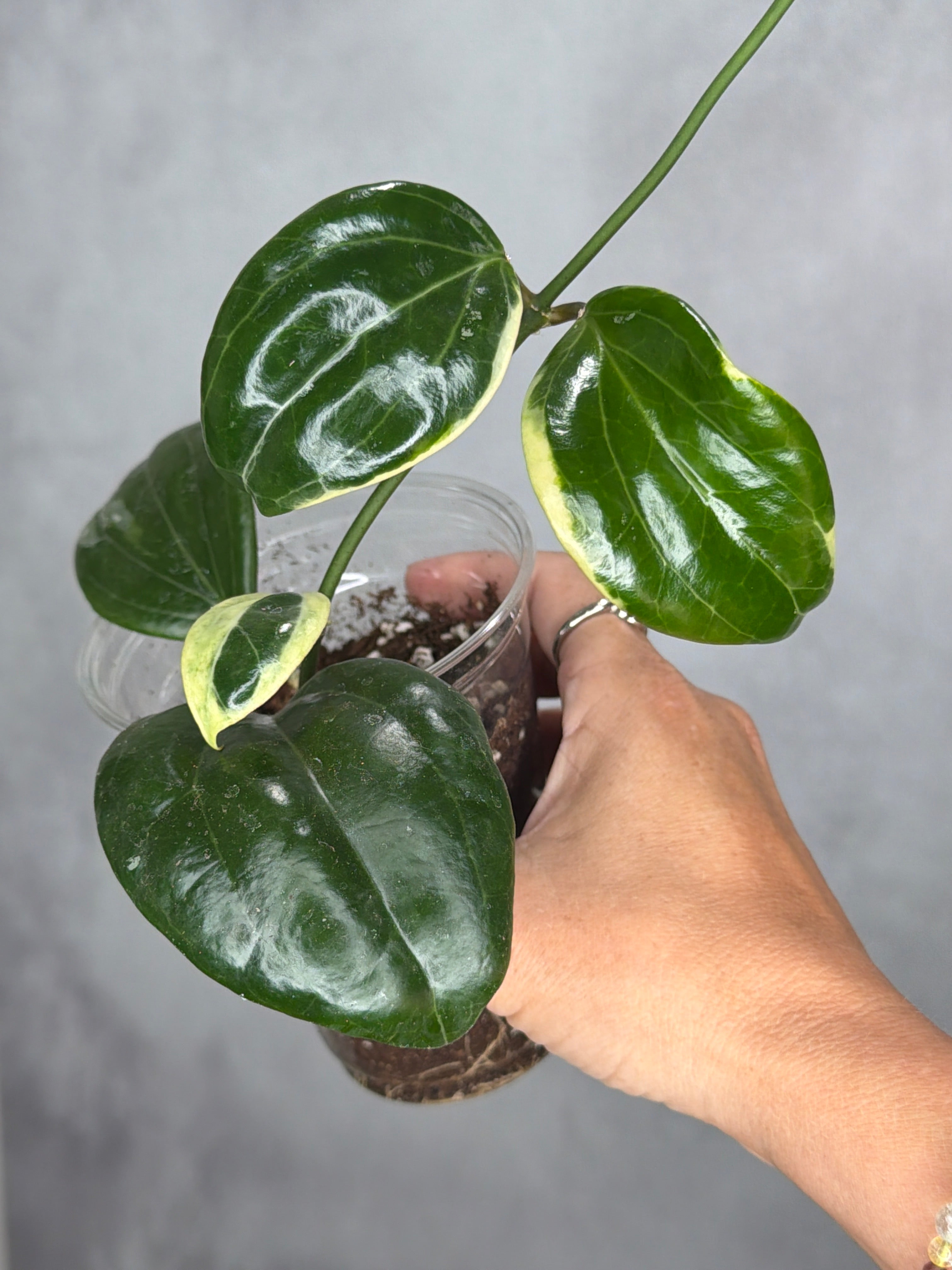 Hoya quinqunervia 'Little Plu'