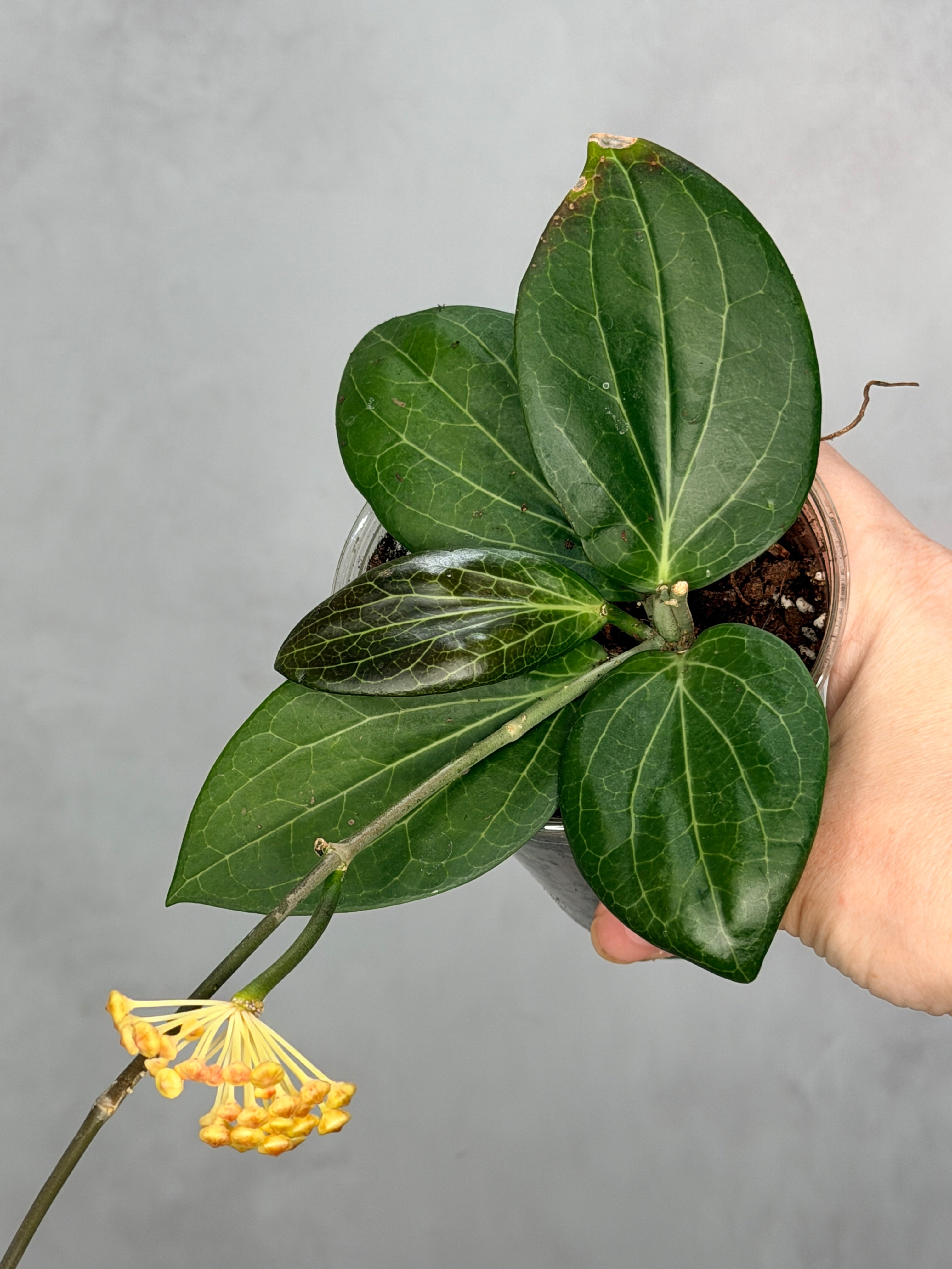 Hoya hellwigiana