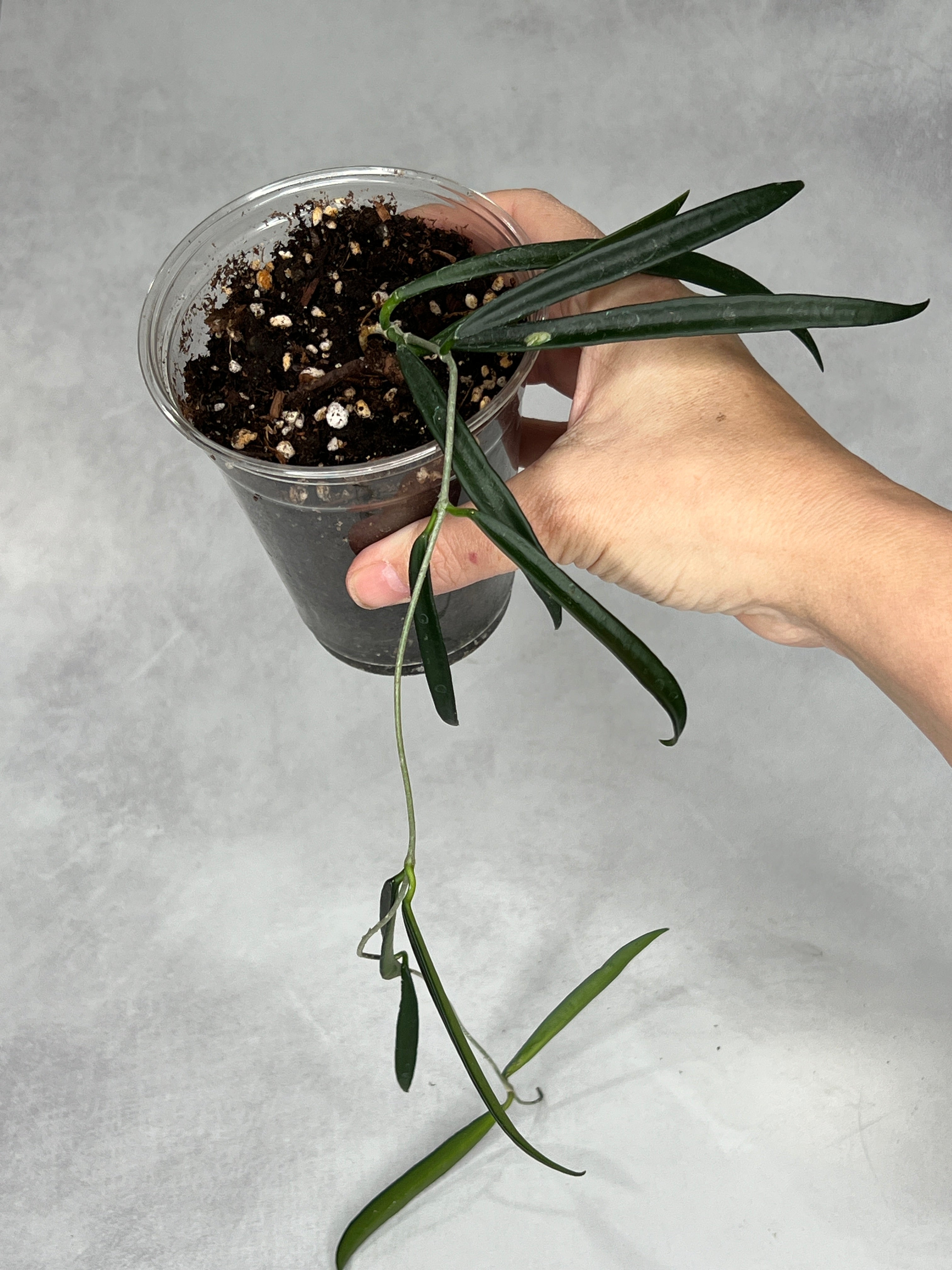Hoya shepherdii
