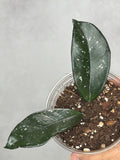 Hoya carnosa (Indonesia)