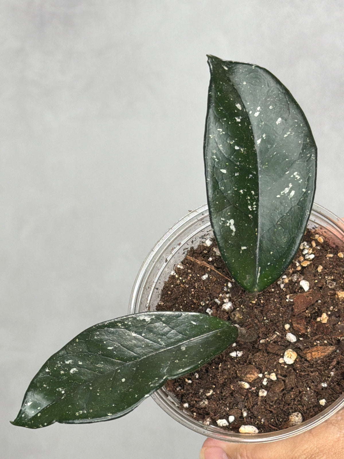 Hoya carnosa (Indonesia)