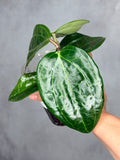 Hoya latifolia (Sarawak)