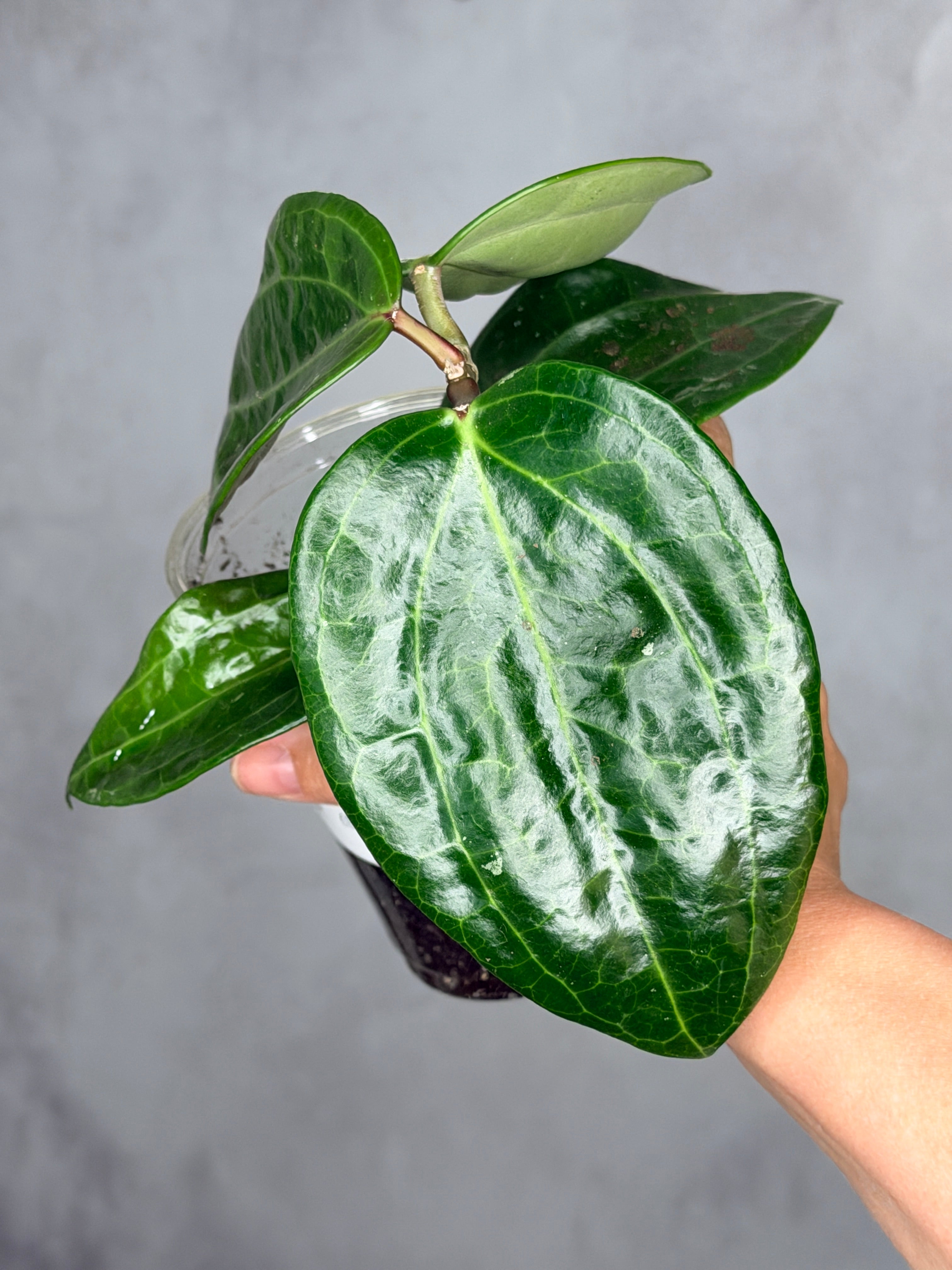 Hoya latifolia (Sarawak)