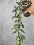 Hoya lacunosa 'Mint Coin'