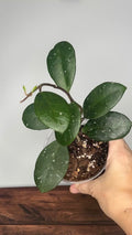 Hoya carnosa ‘Dapple Grey’