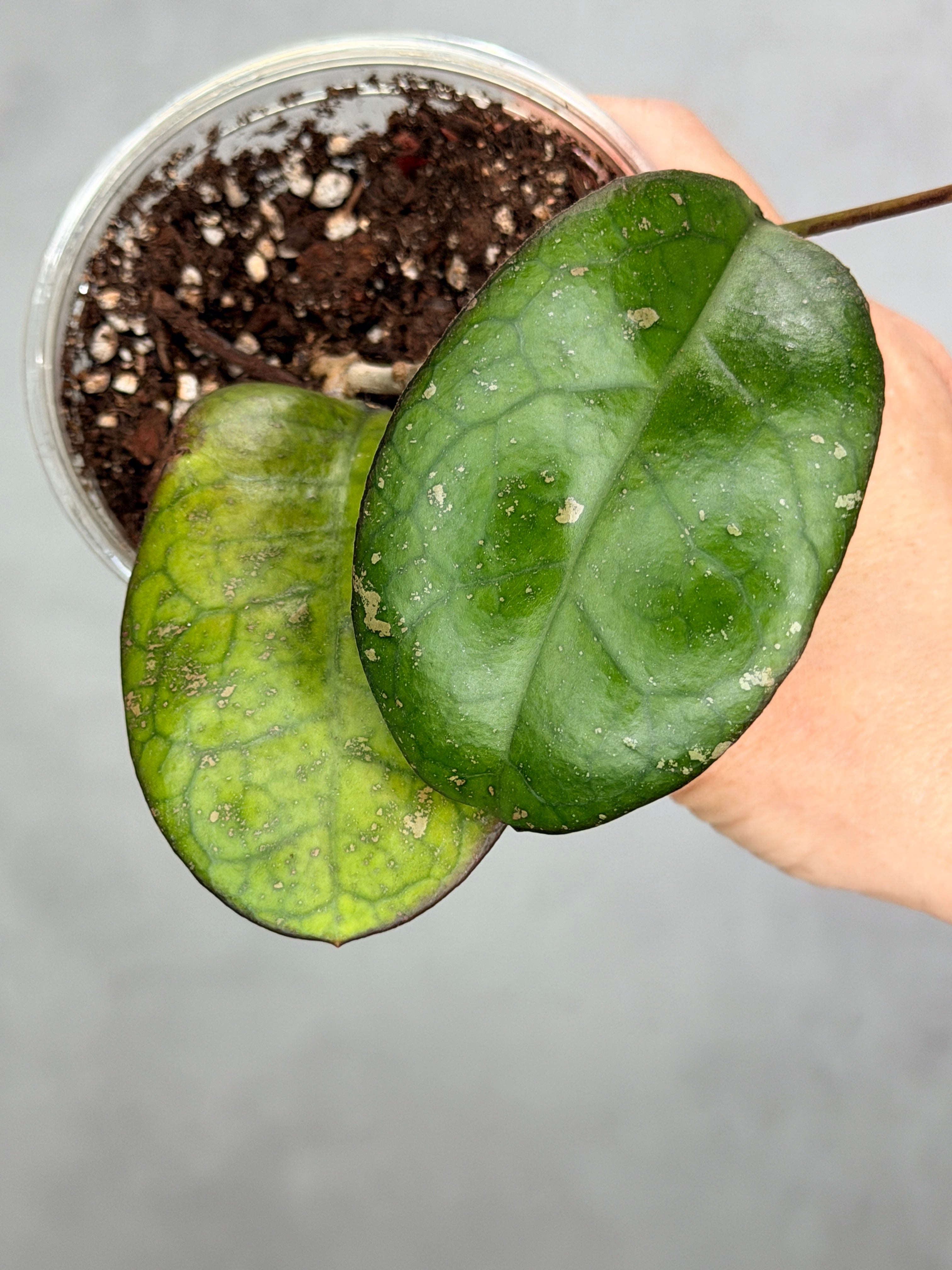 Hoya 'Mojii' 2