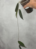 Hoya hypolasia