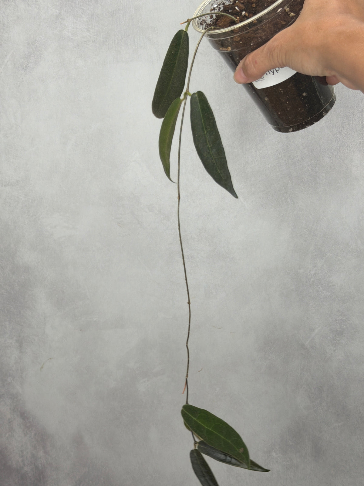 Hoya hypolasia