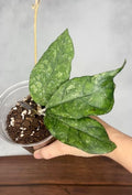 Hoya sp. Bahoi