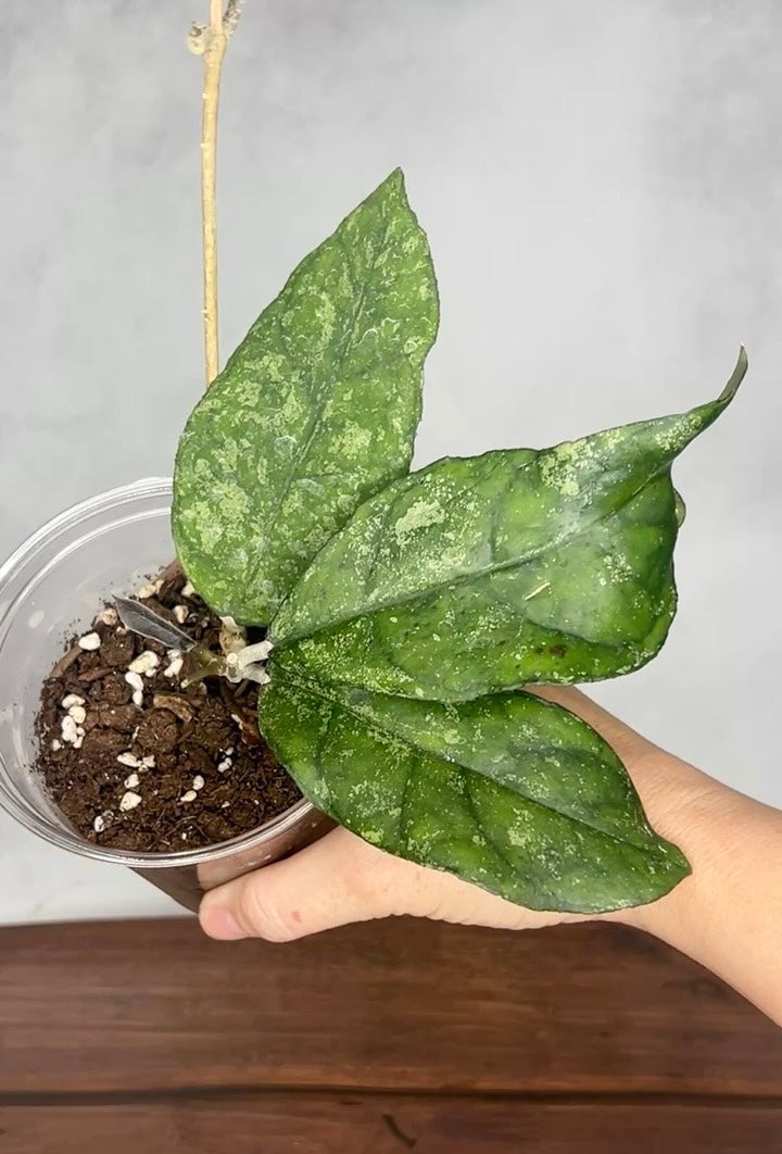 Hoya sp. Bahoi