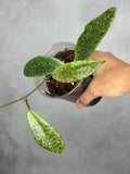 Hoya 'Jita' (silver)