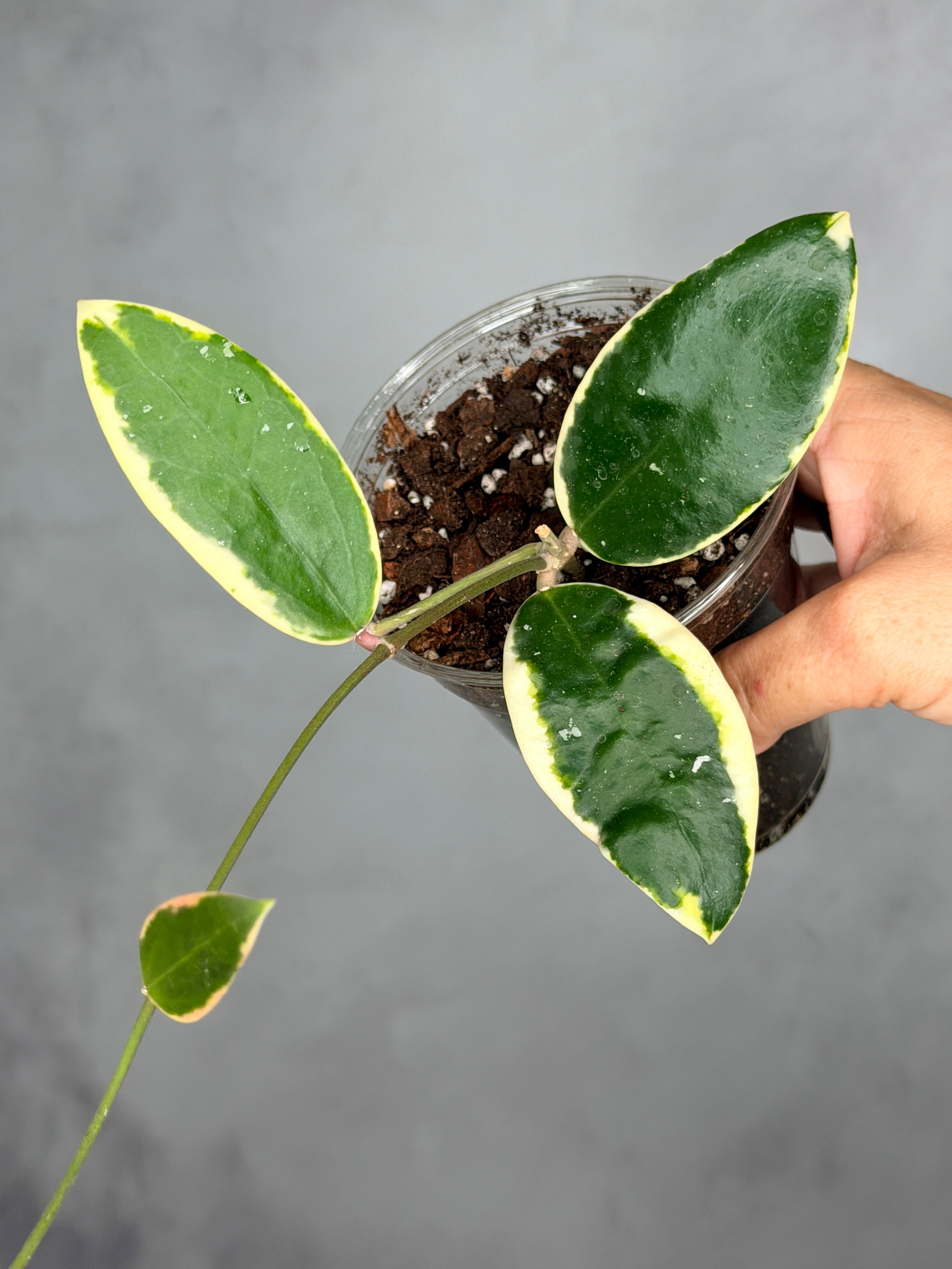 Hoya verticillata (outer variegated)