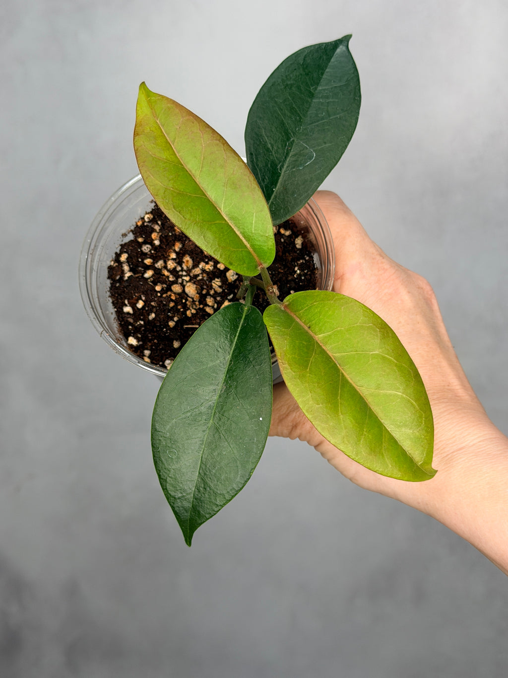 Hoya naumannii