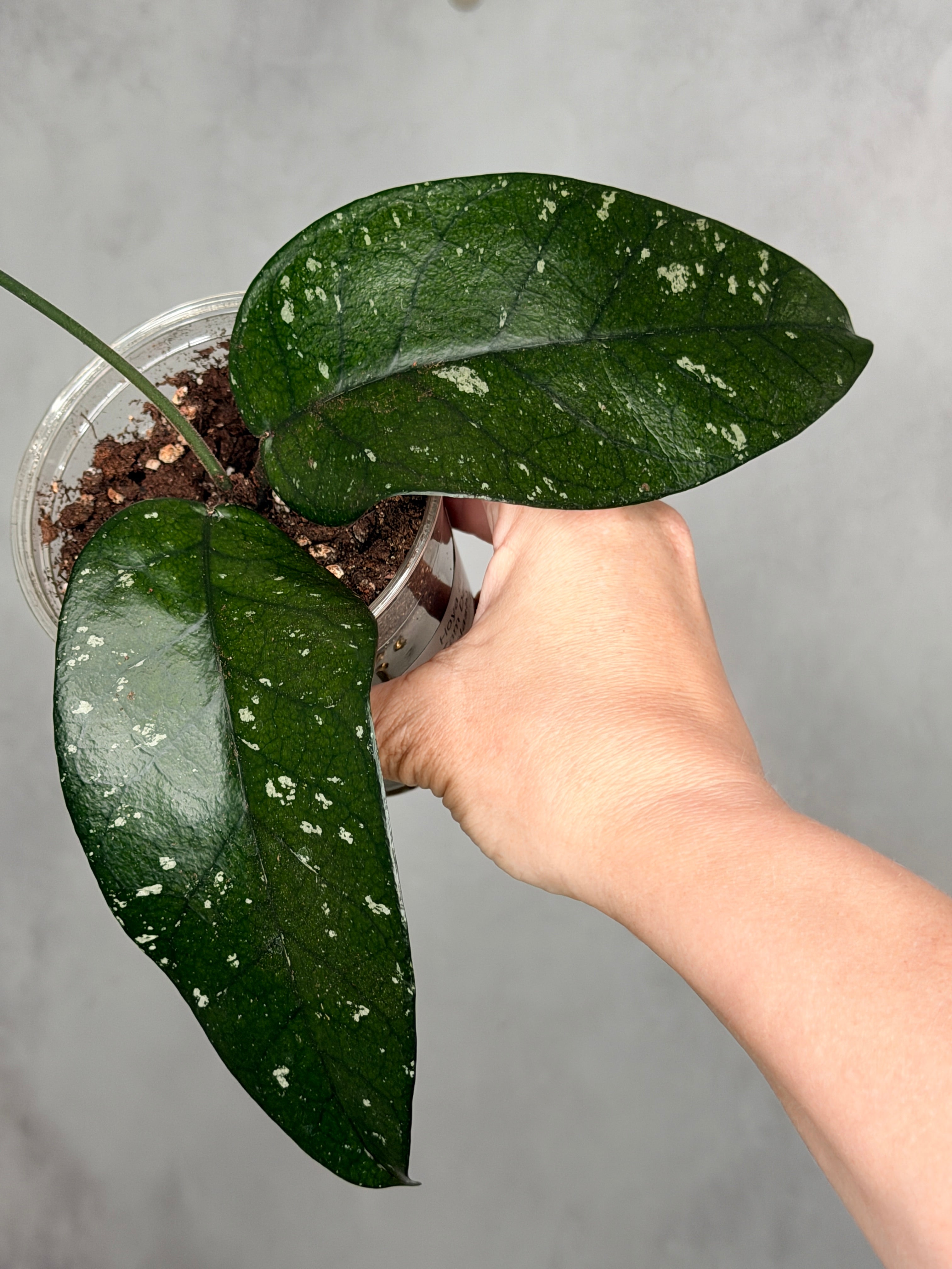 Hoya sp. Tam Dao (splash)