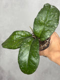 Hoya sp. AH041
