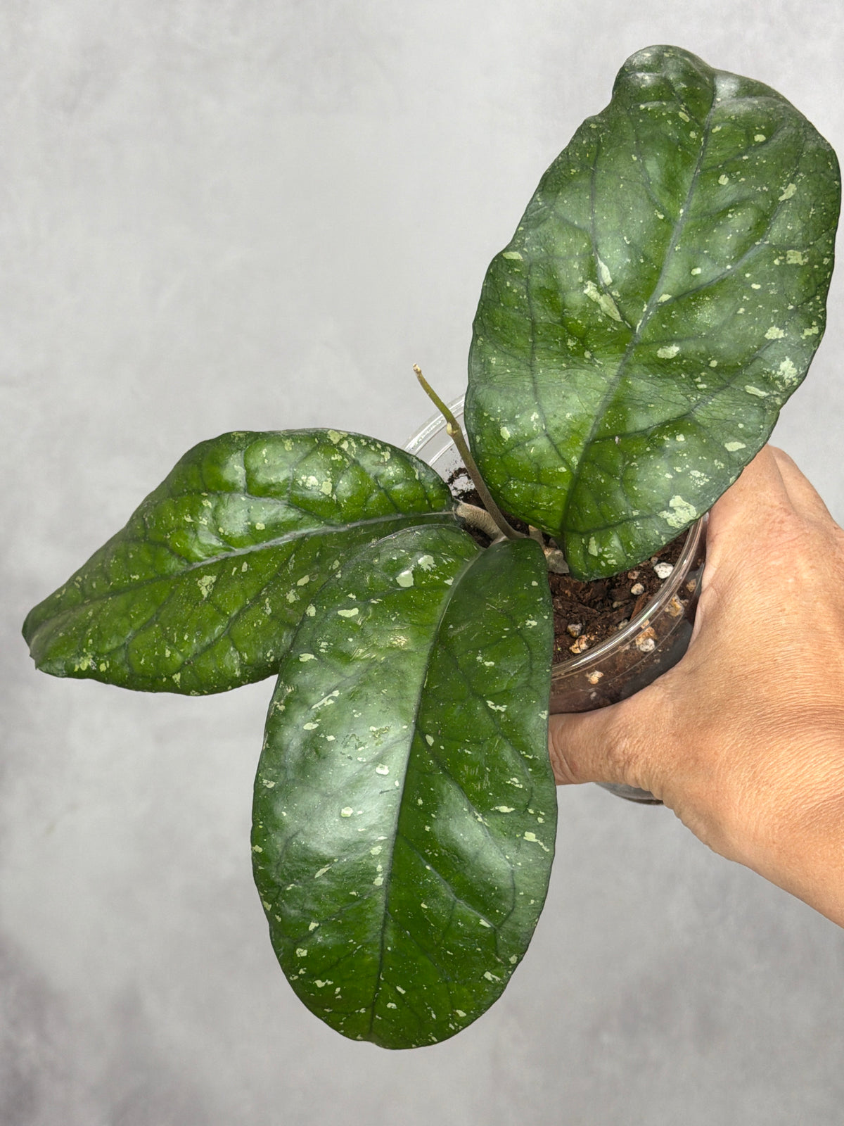 Hoya sp. AH041