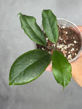 Hoya 'Puerto Beauty'