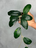 Hoya vitellina