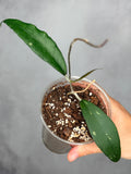 Hoya clemensorium (green leaf)