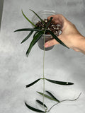 Hoya shepherdii
