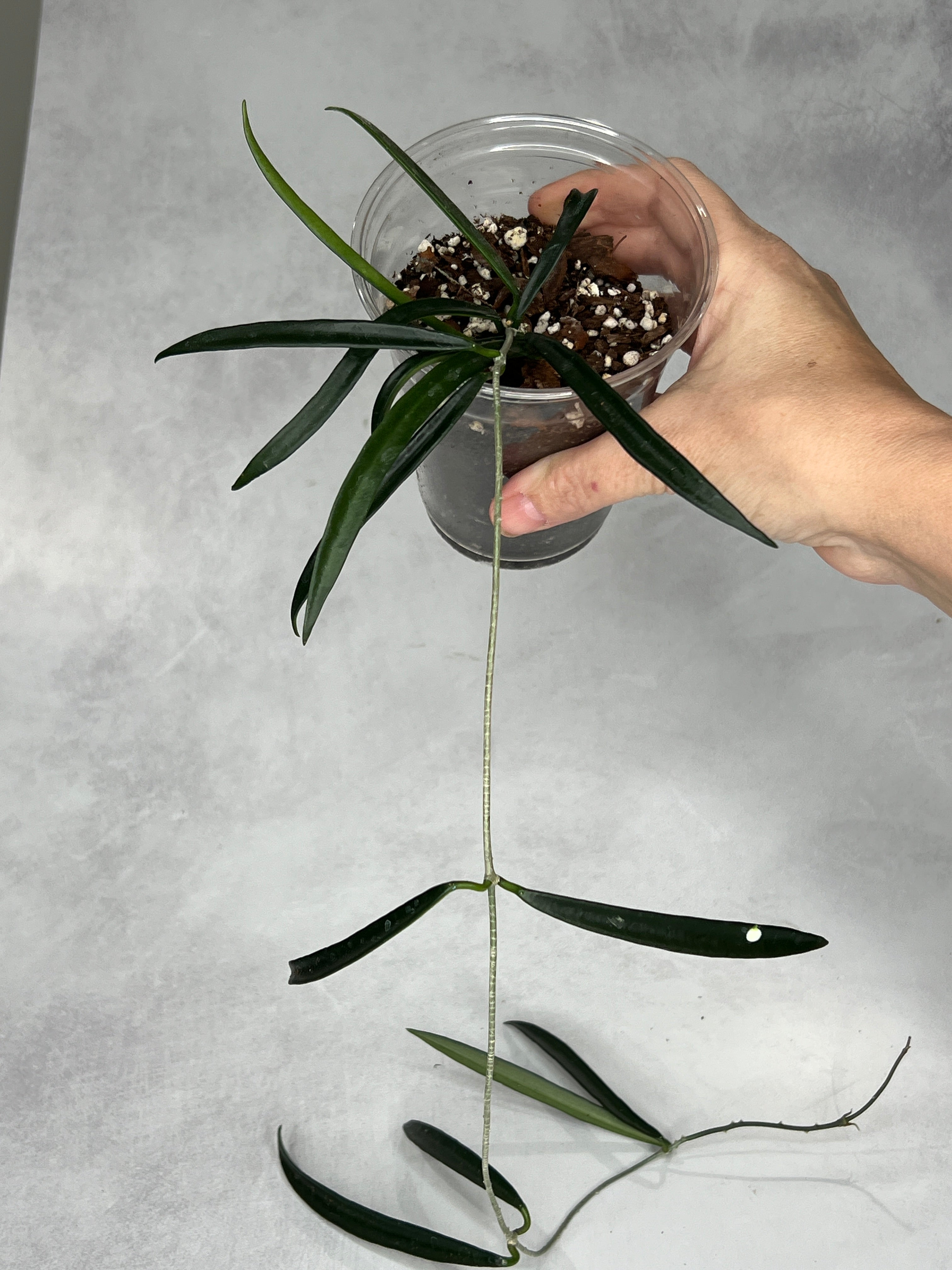 Hoya shepherdii