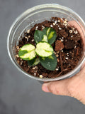 Hoya 'Mathilde' (inner variegated) 1