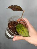 Hoya sp. Gunung Gading