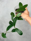 Hoya bhutanica