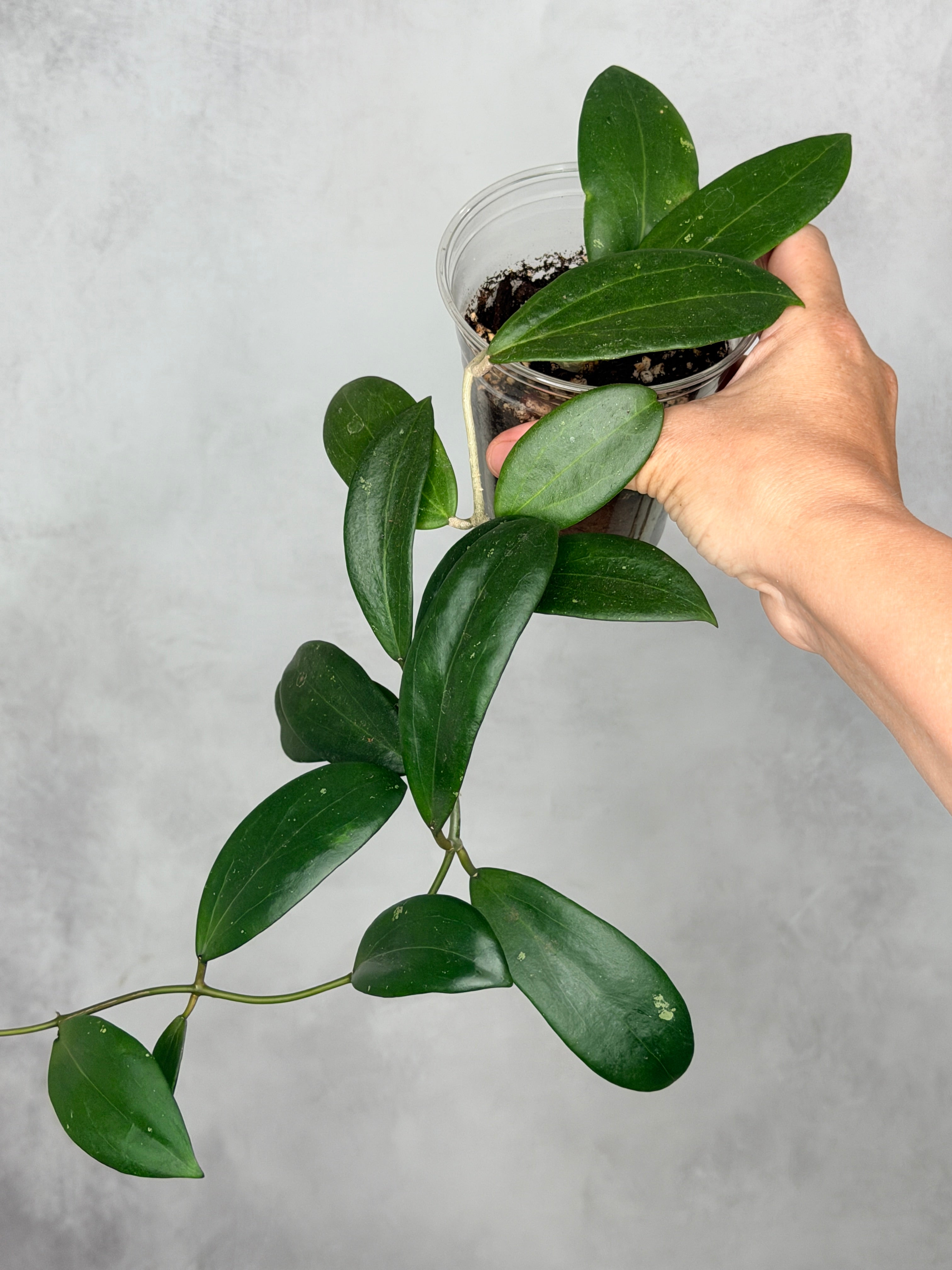 Hoya bhutanica