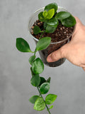 Hoya biakensis
