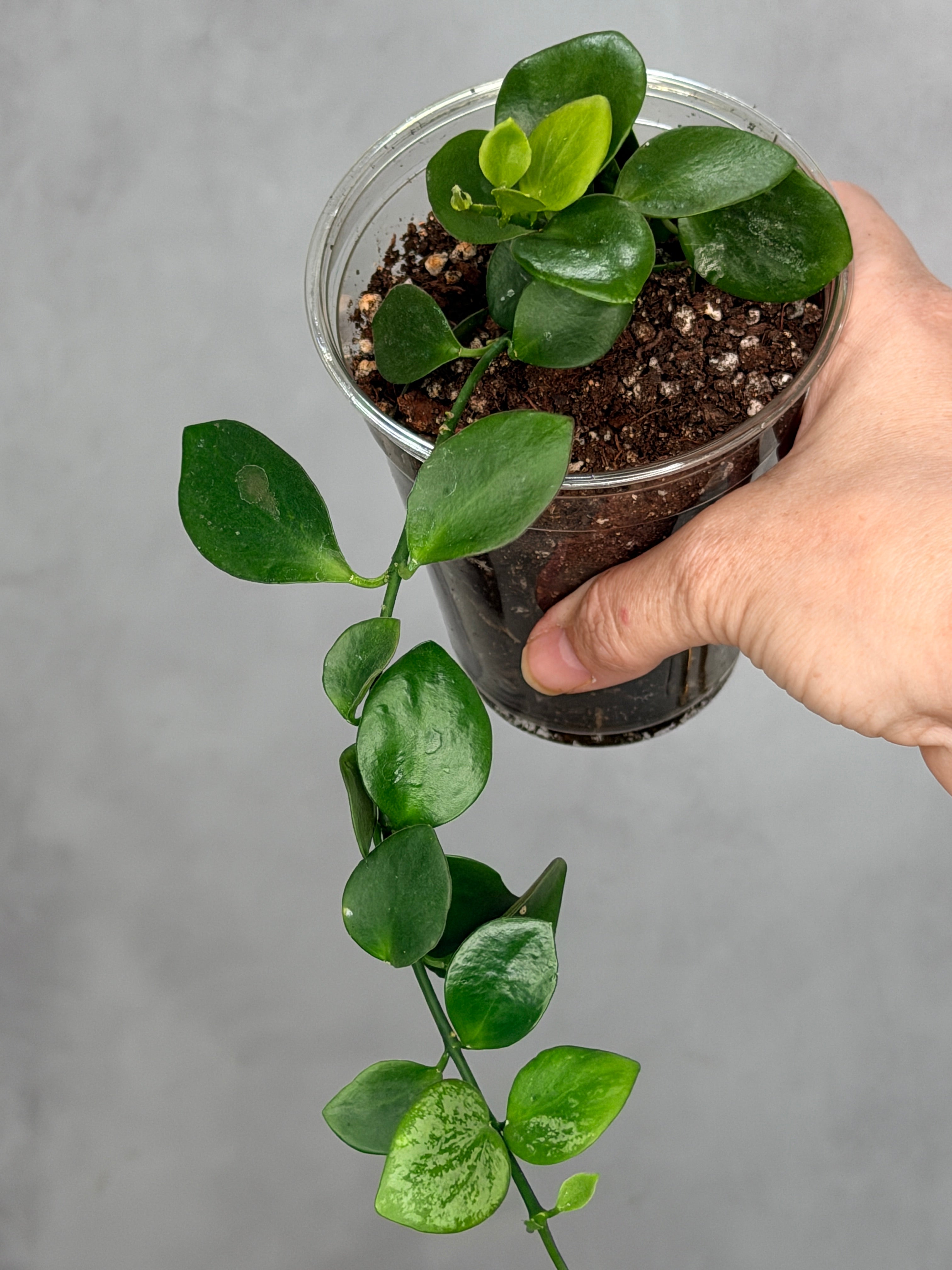 Hoya biakensis