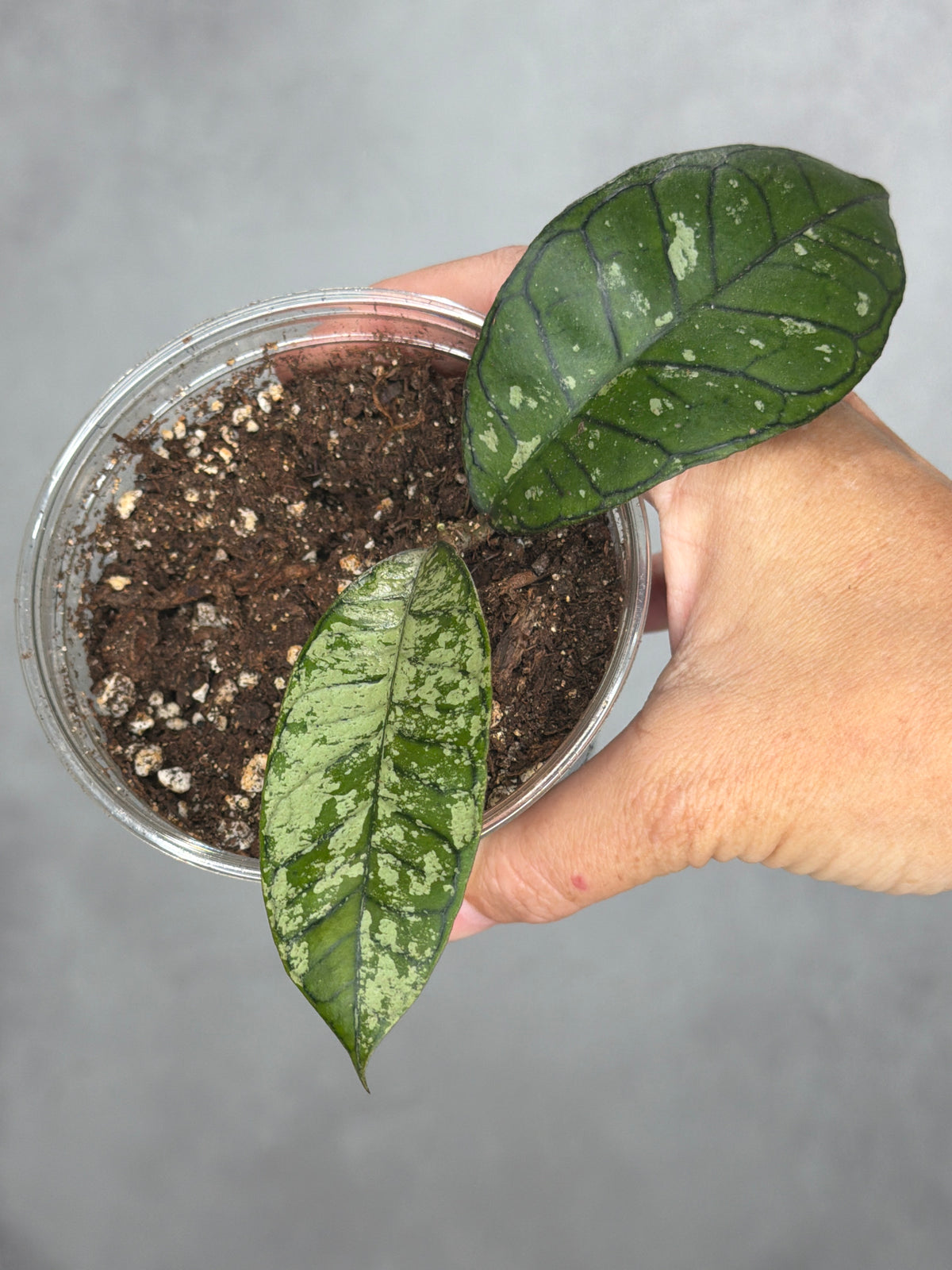 Hoya sp. Ganung Gading Ghost