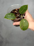 Hoya sp. AH053