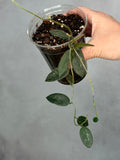 Hoya thomsonii (white flower)