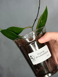 Hoya aff sulawesiana