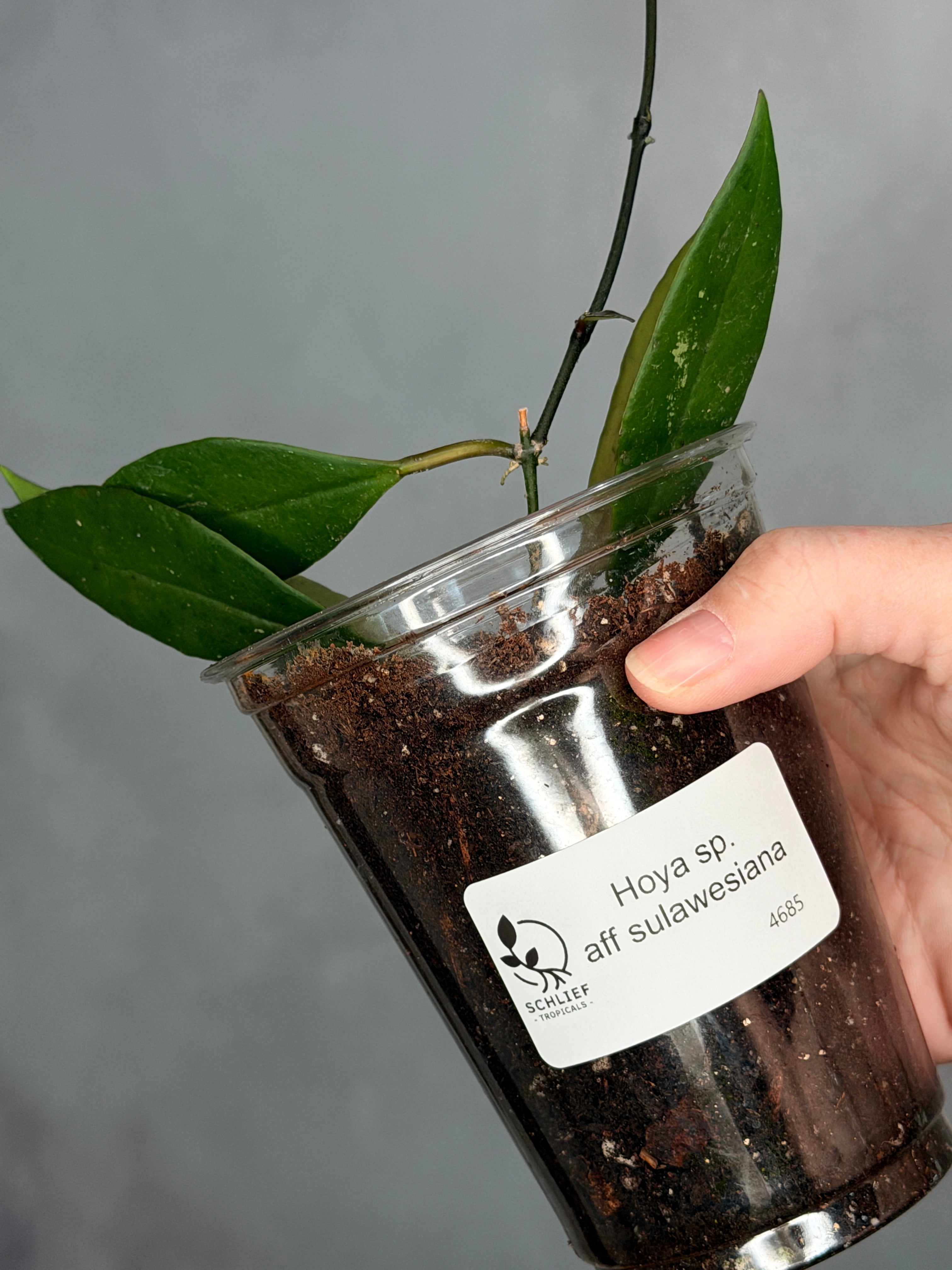Hoya aff sulawesiana