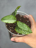 Hoya annulata x collina2