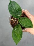 Hoya erythrostemma